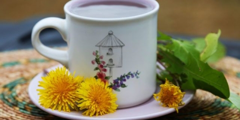 Korijen maslačka: ljekovita svojstva u onkologiji, pregledi, pravila liječenja